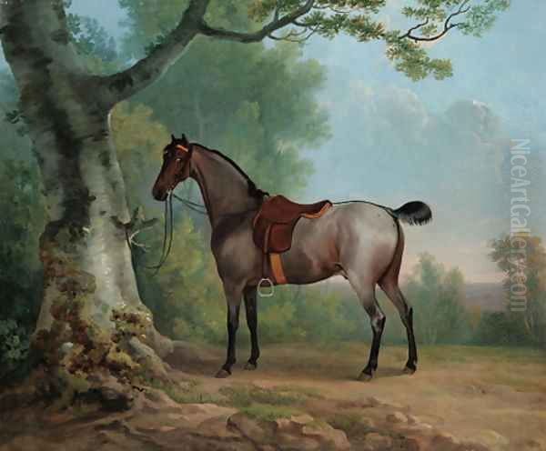 A saddled strawberry roan hunter, tethered to a tree, in a landscape - view 1