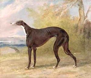 One of George Lane Foxs Winning Greyhounds the Black and White Greyhound Bitch Juno also known as Elizabeth