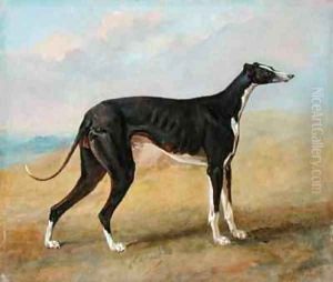One of George Lane Foxs Winning Greyhounds the Black and White Greyhound Turk also known as Eagle