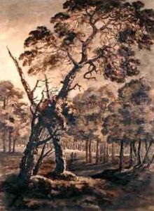 Forest Scene A Giant Scots Fir and Forest Glade by Rev. William Gilpin