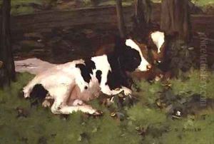 Calves by David Gauld
