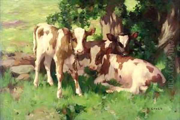 Three Calves in the Shade of a Tree - view 1