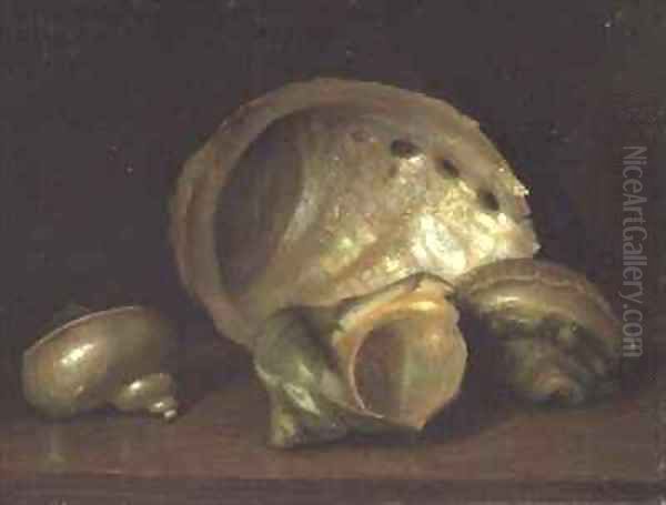 Seashells - view 1