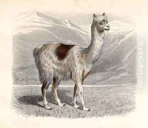 The Llama - view 1