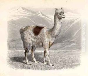 The Llama by Gobin, H.