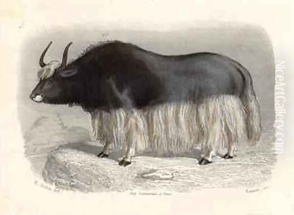 The Tartary Cow - view 1