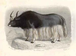 The Tartary Cow The Tartary Cow