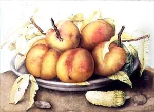 Plate of Peaches with a Pickle by Giovanna Garzoni