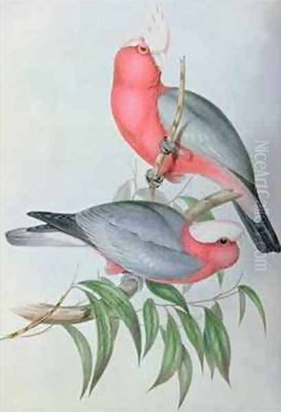 Birds of Asia - view 1