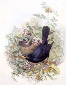 Blackbird 2 by John Gould
