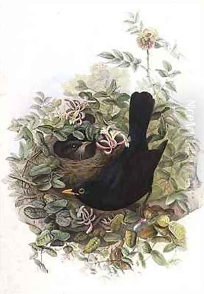 Blackbird - view 1