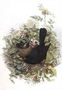 Blackbird by John Gould
