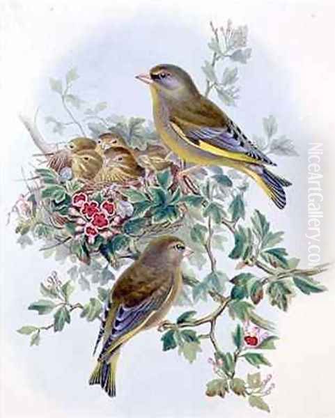 Greenfinch 2 - view 1