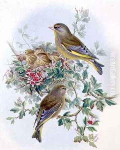 Greenfinch 2 by John Gould
