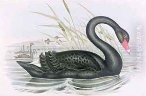 The Black Swan by John Gould