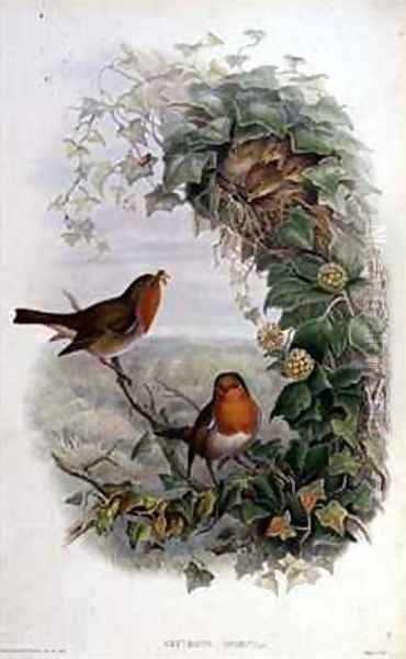 Robin 2 - view 1