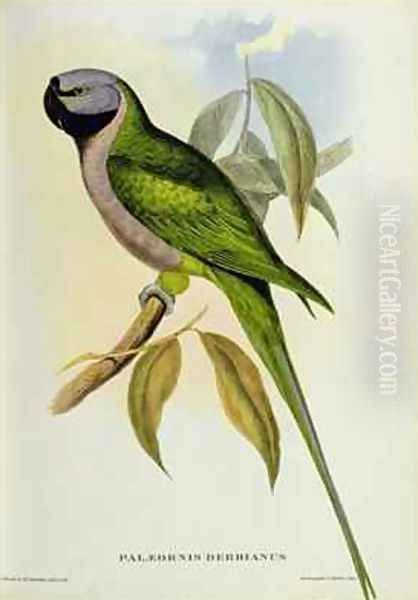 Parakeet Palaeornis Derbianus - view 1