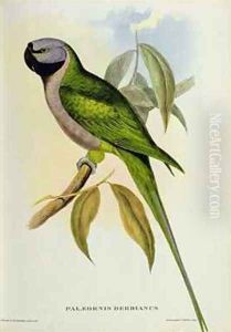 Parakeet Palaeornis Derbianus by John Gould