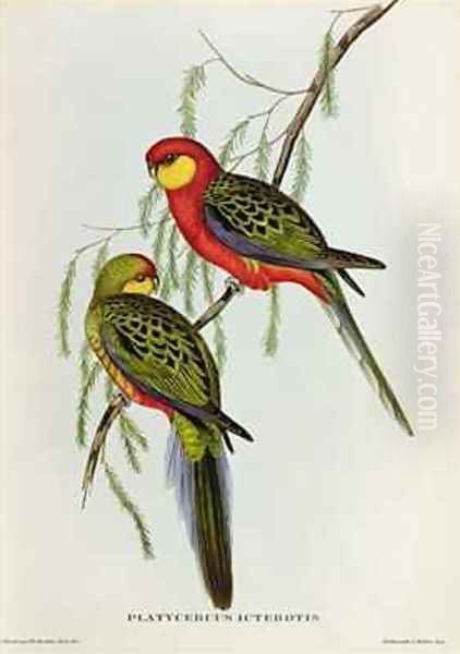 Platycercus Icterotis - view 1