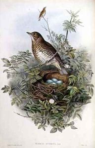 Thrush by John Gould