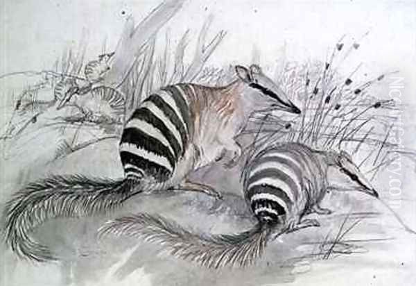 Banded Anteater - view 1