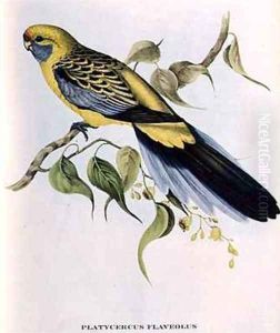 Platycercus Flaveolus by John Gould