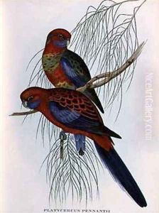 Platycercus Pennantii by John Gould
