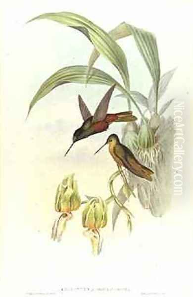 Bonapartes Star Fronted Hummingbird - view 1
