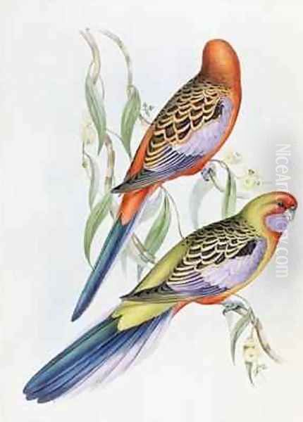 Platycercus Adelaidae from the Birds of Australia by John Gould