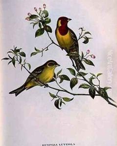 Euspiza Luteola by John Gould