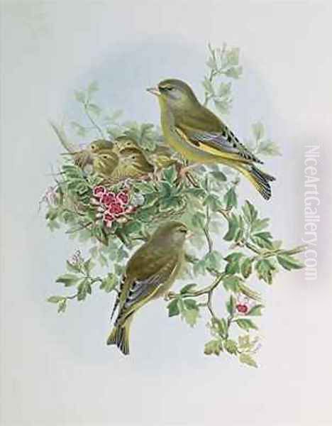 Greenfinch - view 1