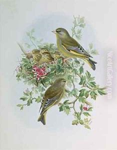 Greenfinch by John Gould