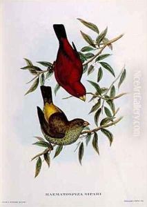 Haematospiza Sipahi by John Gould