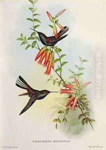 Urochroa Bougieri by John Gould