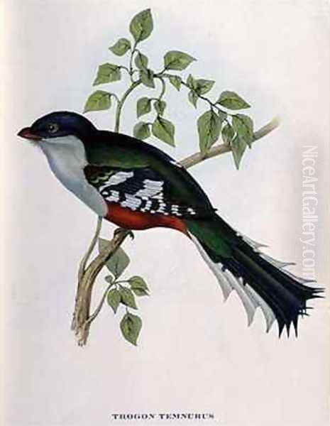 Trogon Temnurus - view 1