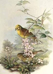 Yellowhammer 2 Yellowhammer 2