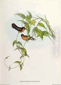 Leucippus Fallax Leucippus Fallax