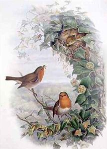 Robin by John Gould