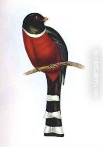 Trogon Mexicanus by John Gould