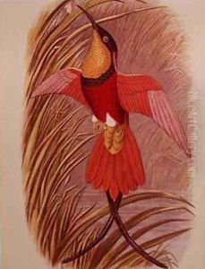 Humming Bird Crimson Topaz by John Gould