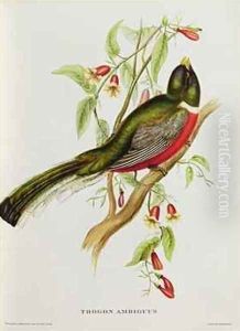 Trogon Ambiguus by John Gould