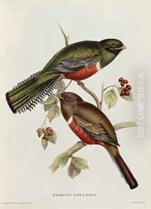 Trogon Collaris by John Gould