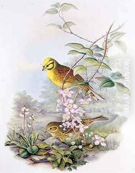 Yellowhammer - view 1