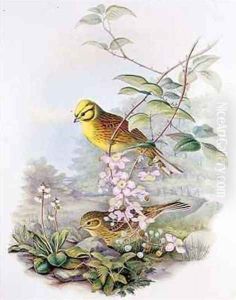 Yellowhammer by John Gould