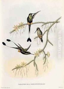 Spathura Solstitialis by John Gould