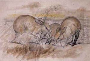 Pig Footed Bandicoot by John Gould