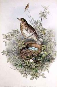 Thrush with its nest by John Gould