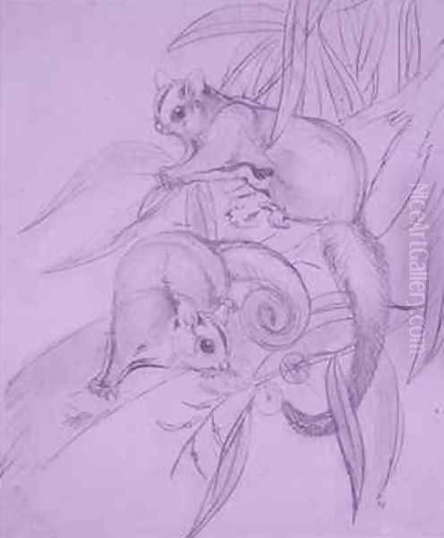 Gliding Possums - view 1