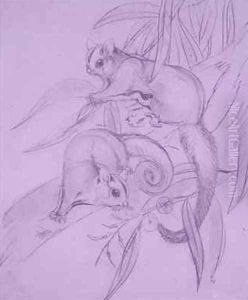 Gliding Possums by John Gould
