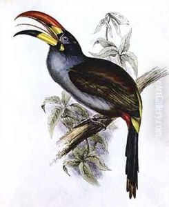 Pteroglossus Hypoglaucus from Tropical Birds by John Gould